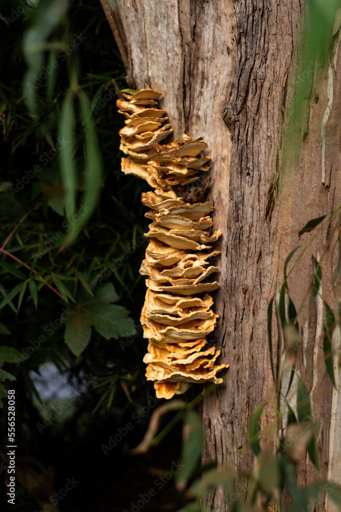 Huge edible mushroom growing on a eucalyptus tree. Huge edible mushroom growing on a eucalyptus tree.