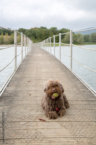 Spanish Water Dog Sitting on Walkway Bridge, Spain