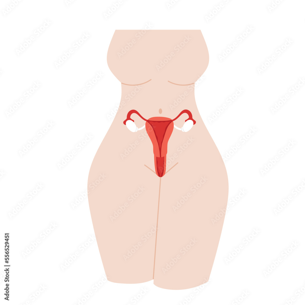 Female reproductive organs. Organs location scheme uterus, cervix, ovary, fallopian tube. Flat vector illustration Female reproductive organs. Organs location scheme uterus, cervix, ovary, fallopian tube. Flat vector illustration