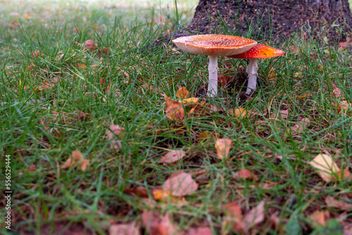 A pair of fly agarics with red-orange hats near a tree trunk.