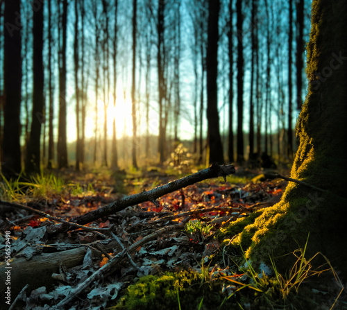 autumn in the forest