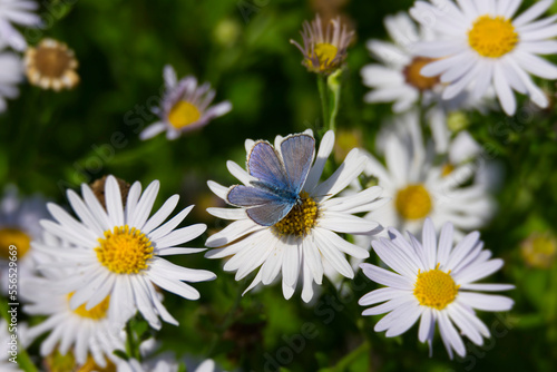 Common Blue  Polyommatus icarus  butterfly sitting on a white daisy in Zurich  Switzerland