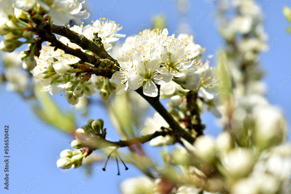 White cherry blossoms in blue sky White cherry blossoms in blue sky