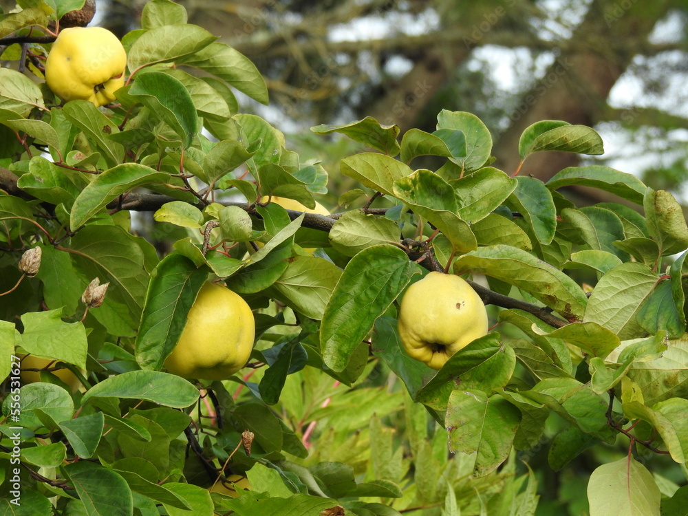 Fruits on branches with lots of green leaves resembling apples