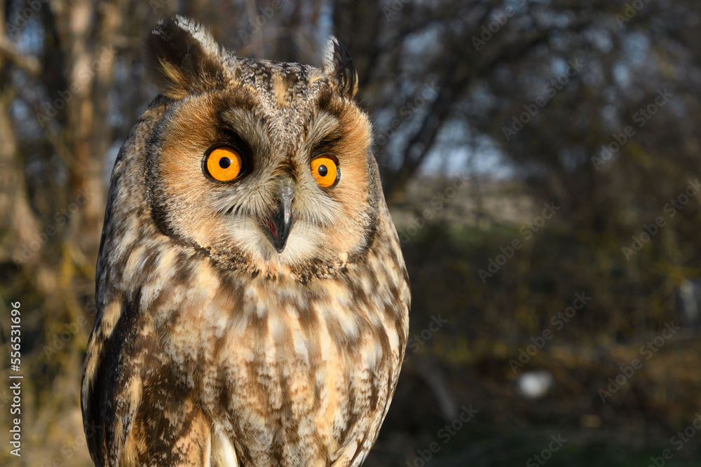 Long-eared Owl Asio Otus in the wild Long-eared Owl Asio Otus in the wild