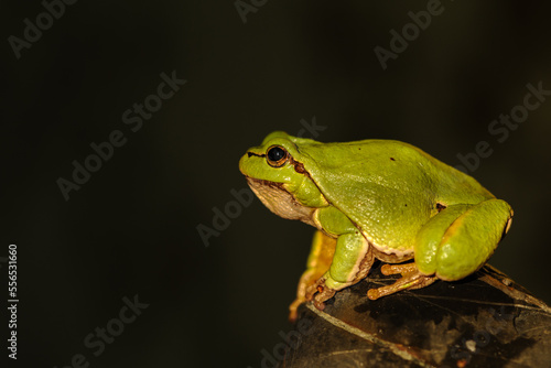 Small green frog European tree frog. Hyla arborea
