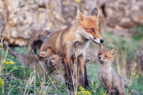 Red fox Vulpes vulpes in the wild © Tatiana