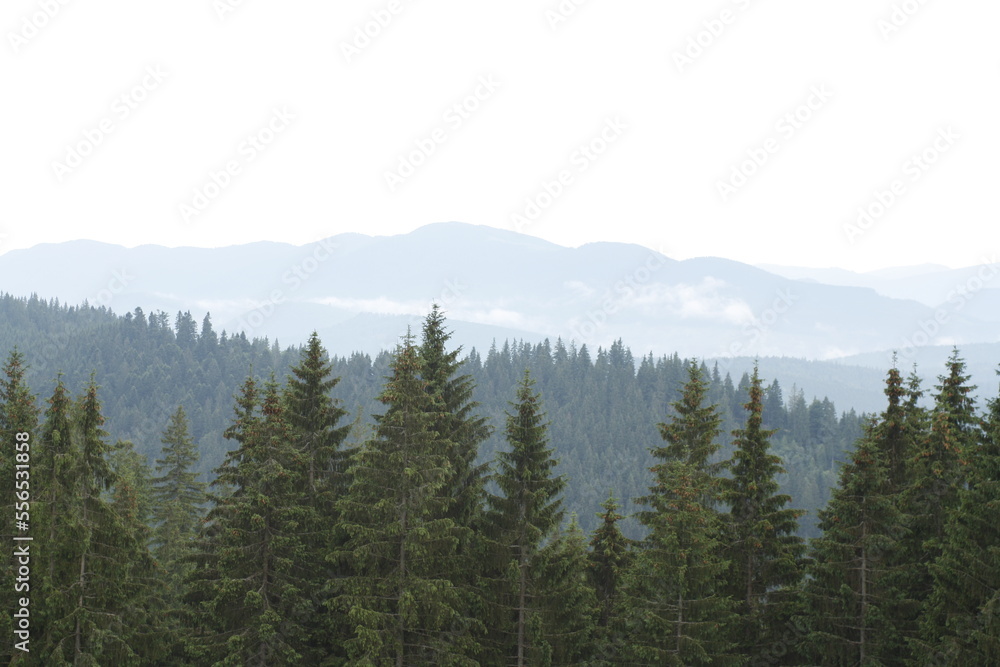 Carpathian mountains in Ukraine and the needle forest on the hills.