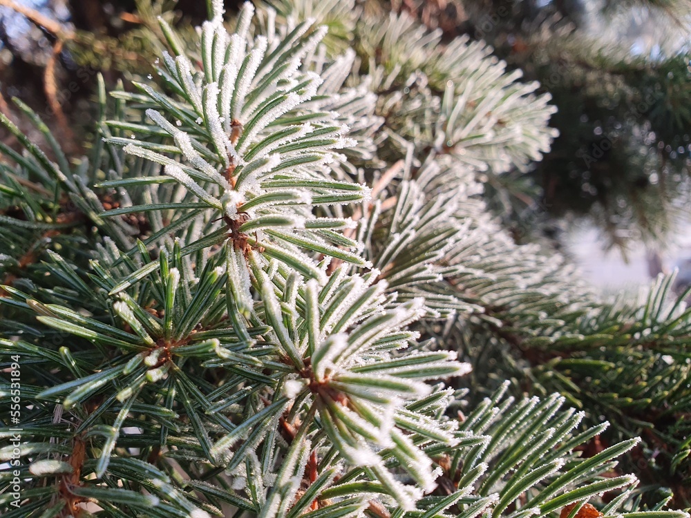 Christmas tree needles covered with frost