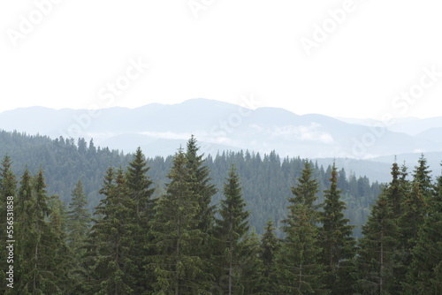 Fototapeta Naklejka Na Ścianę i Meble -  Carpathian mountains in Ukraine and the needle forest on the hills.