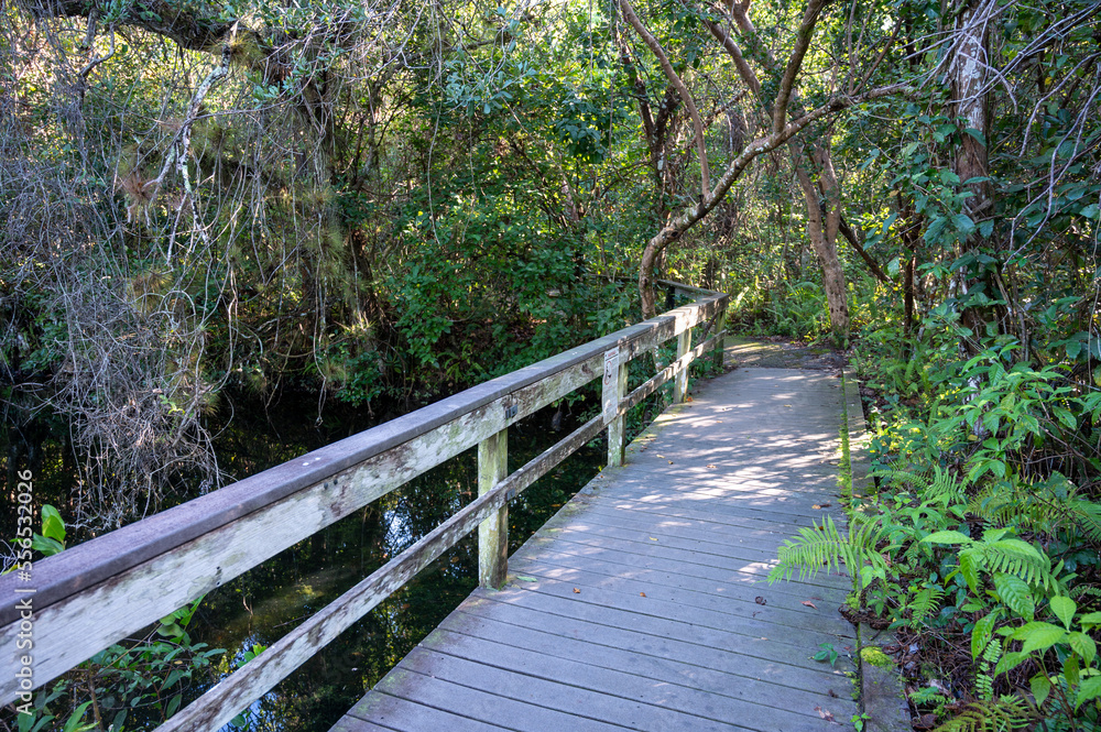 Gumbo Limbo Trail boardwalk in Everglades National Park on calm sunny morning over sawgrass and water lilies. Gumbo Limbo Trail boardwalk in Everglades National Park on calm sunny morning over sawgrass and water lilies.