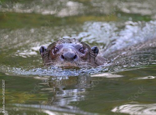 Close-up of Giant Otter Swimming   in Green Water
