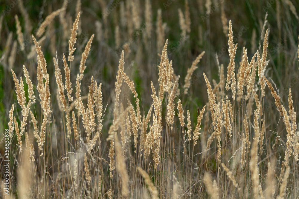 Stems of dry grass in backlight. Background. Stems of dry grass in backlight. Background.