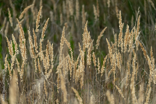 Stems of dry grass in backlight. Background.