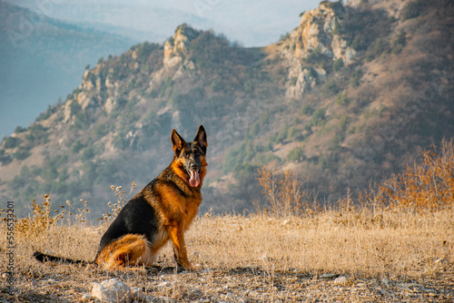 Fotografia german shepherd dog in the mountains
