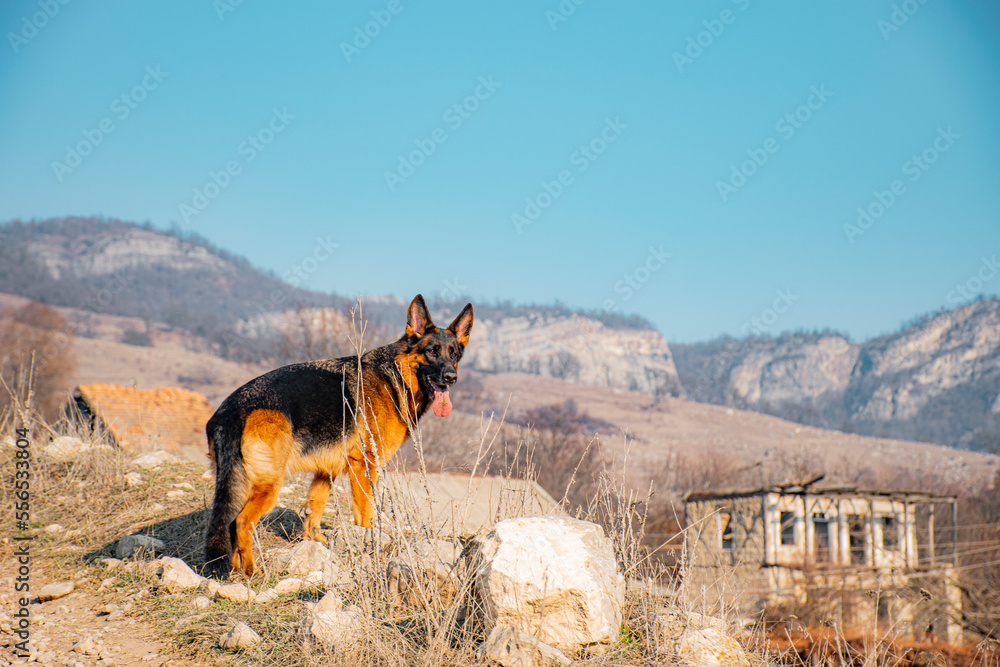big dog in the mountains