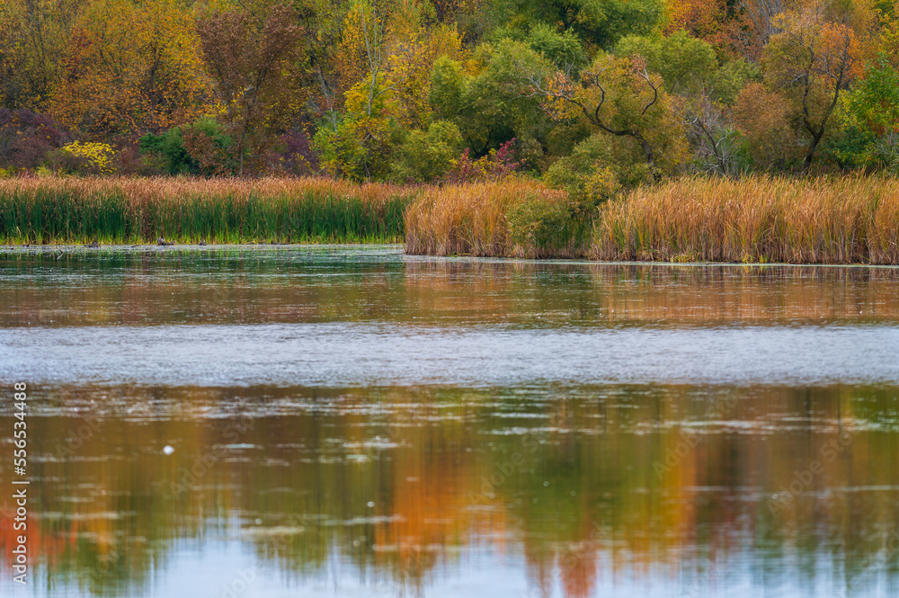 Undisturbed shoreline if a lake during the fall season Undisturbed shoreline if a lake during the fall season