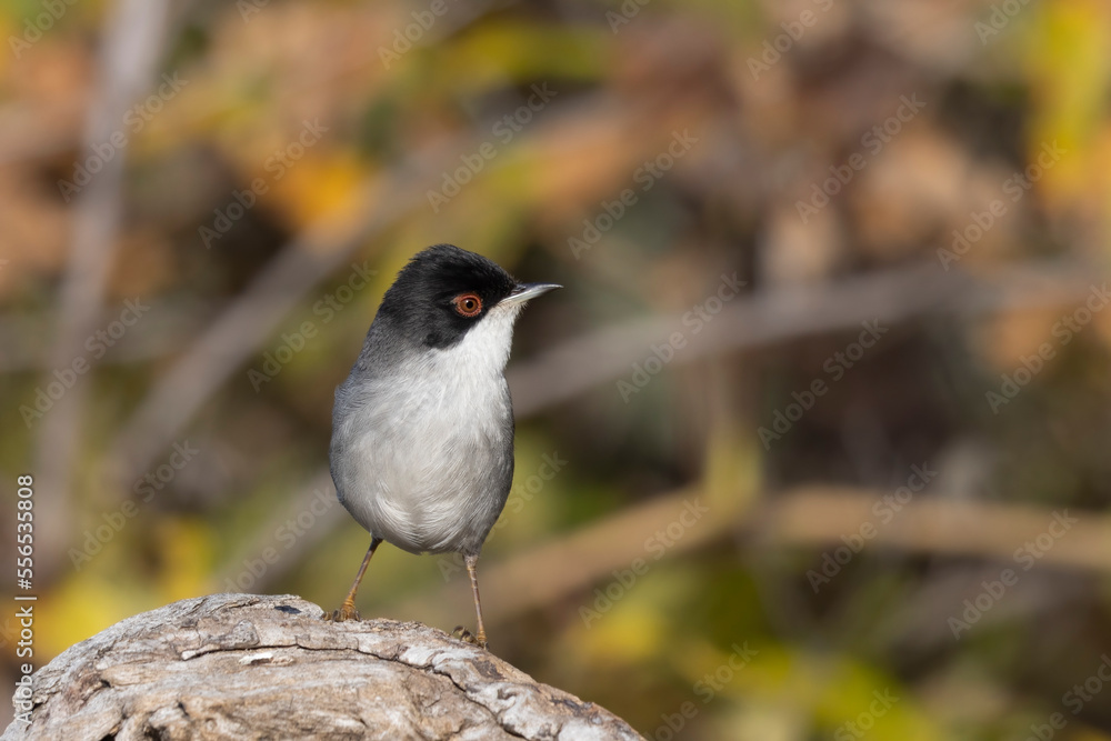 Sardinian warbler male (Sylvia melanocephala) Sardinian warbler male (Sylvia melanocephala)