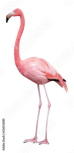Greater Flamingo (Phoenicopterus roseus), PNG, isolated on transparent background