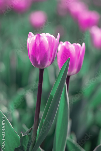 Amazing pink tulip flowers blooming in a tulip field, against the background ...
