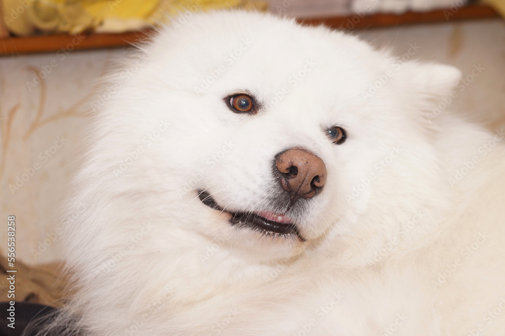 Portrait of a white Samoyed dog. A fluffy pet.