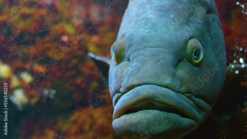 close up of grouper fish resting and floating underwater photo