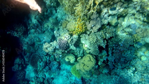 coral reef underwater