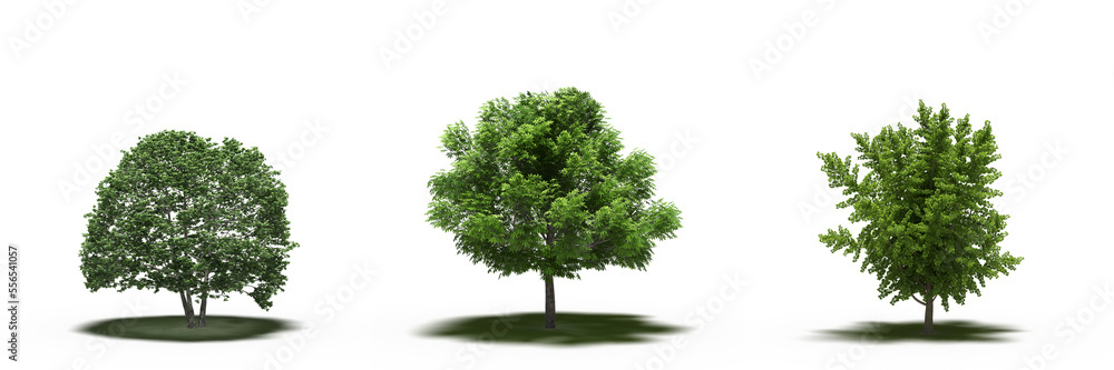 large tree with a shadow under it, isolated on white background, 3D illustration, cg render large tree with a shadow under it, isolated on white background, 3D illustration, cg render