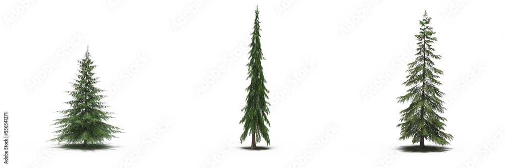 Fototapeta premium large tree with a shadow under it, isolated on white background, 3D illustration, cg render