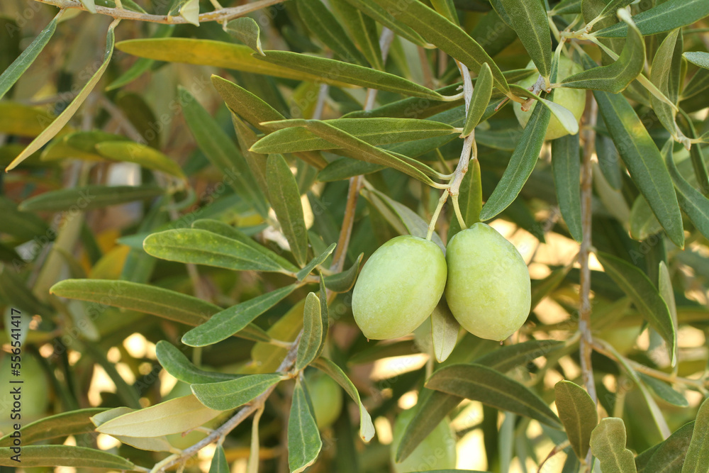 Ripe green olives on a branch against olive trees. Bright summer day Ripe green olives on a branch against olive trees. Bright summer day