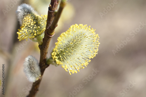 Blossoming buds on pussy willow against dry grass background. Closeup