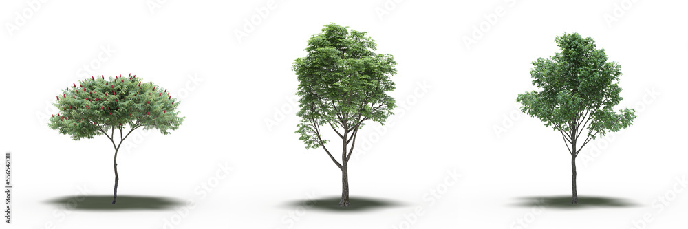Obraz premium large tree with a shadow under it, isolated on a transparent background, 3D illustration, cg render