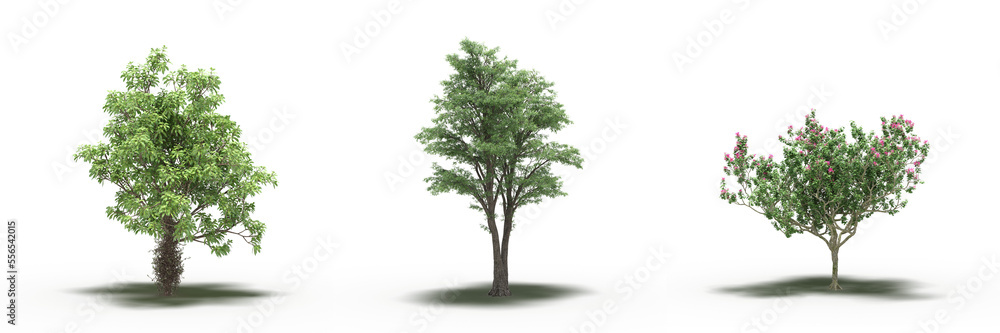 large tree with a shadow under it, isolated on a transparent background, 3D illustration, cg render large tree with a shadow under it, isolated on a transparent background, 3D illustration, cg render