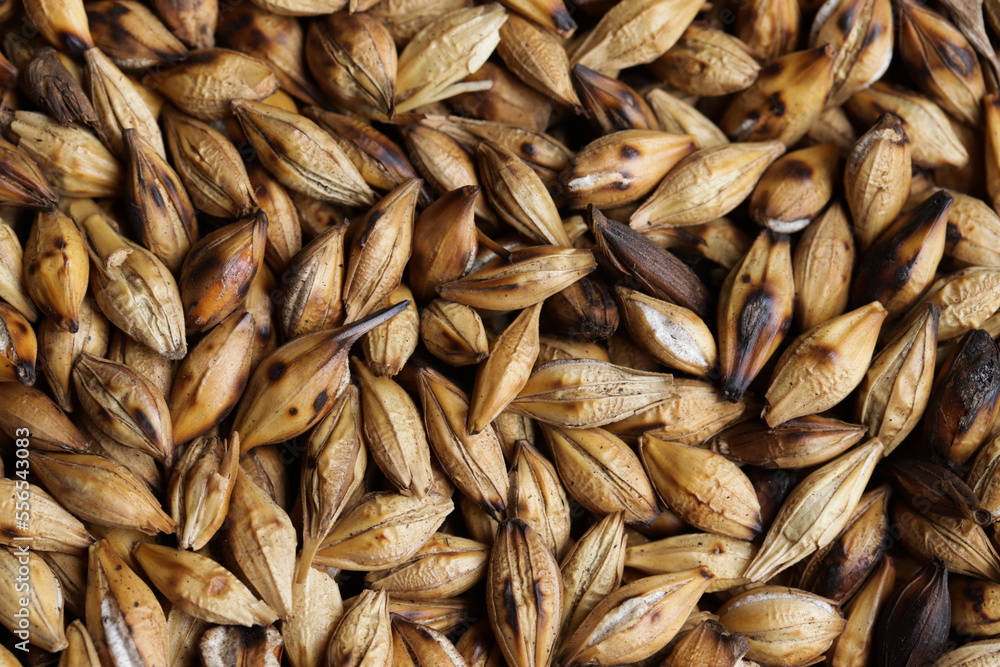 Background and macro texture of roasted barley grains. Concept of ingredients, cereals and food. Background and macro texture of roasted barley grains. Concept of ingredients, cereals and food.