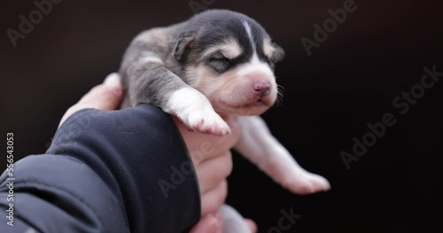 sleddog puppy tricolor outside of kennel held in hands hold in hands of a woman outdoors cloudy weather tourism sustainable life rovaniemi photo