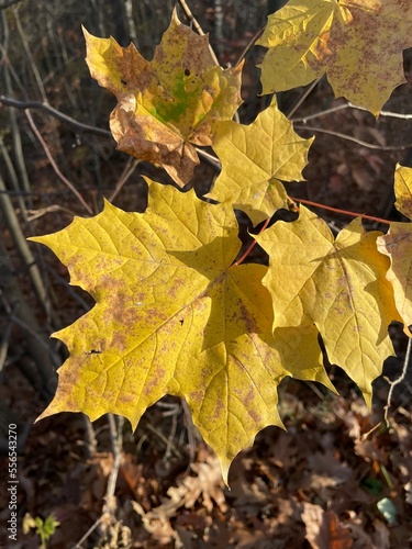 autumn  © Gabriela