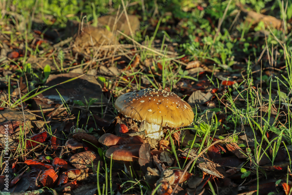 fliegenpilz im wald fliegenpilz im wald