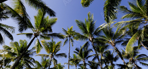 Palm trees with blue sky viewed from the bottom up