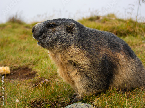 Cute Marmot photographed from the side. Blurred background. Marmot with fluffy fur sitting on a meadow. View of the landscape. Groundhog Day. Photographed on Grossglockner.