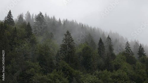 Wallpaper Mural The steam rises from the thick, green coniferous forest after a heavy rain one morning. Cold rainwater in contact with the heated soil in the forest, releases steam Torontodigital.ca