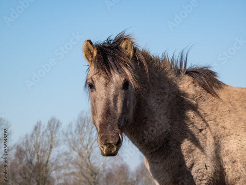 Close-up of Semi-wild Polish Konik horses with winter fur in a floodland meadow. Wildlife scenery © KristineRada
