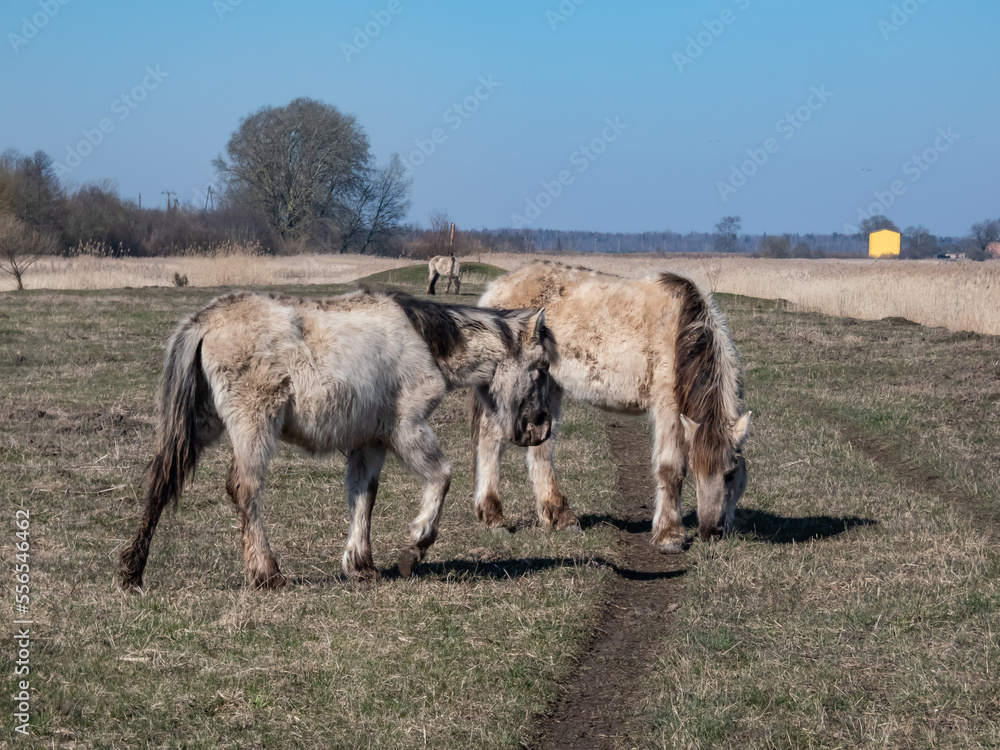 Obraz premium Young foal of the semi-wild Polish Konik horse with furry coat eating grass in floodland meadow in spring. Wild horses