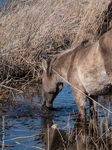 Grey and black Semi-wild Polish Konik horses eating plants and vegetation from a wiver in a floodland meadow in spring photo