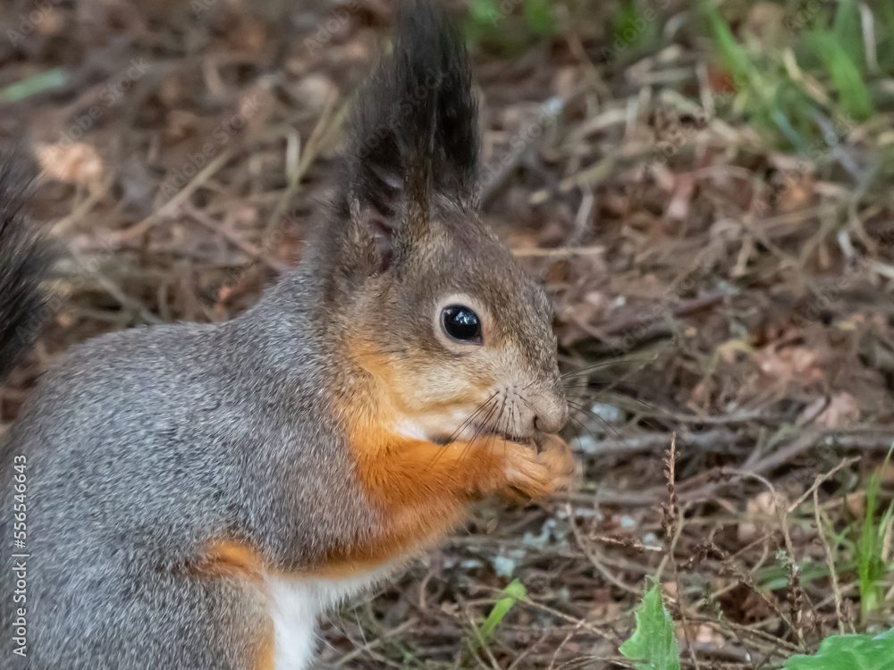 Close-up shot of the Red Squirrel (Sciurus vulgaris) sitting on a ground and holding in paws a pine cone in forest. Focus on eye. Animal scenery Close-up shot of the Red Squirrel (Sciurus vulgaris) sitting on a ground and holding in paws a pine cone in forest. Focus on eye. Animal scenery