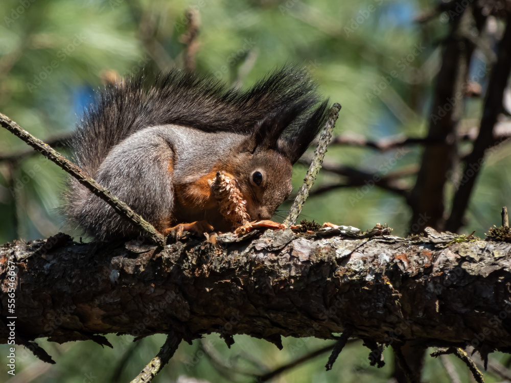 Close-up shot of the Red Squirrel (Sciurus vulgaris) with summer orange and brown coat sitting on a tree branch and holding in paws a pine cone in sunlight