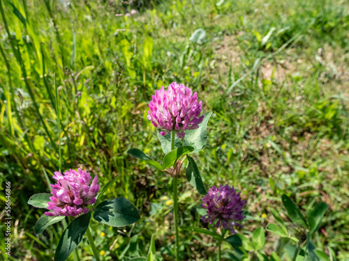 Close up shot of blooming red clover  Trifolium pratense  in green meadow in bright sunlight in summer