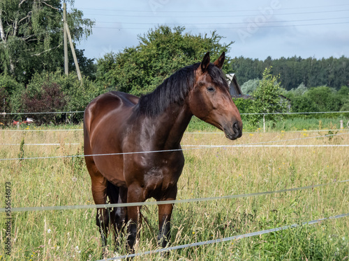 Brown horse with black tail and mane  walking in a green pasture with green trees and vegetation in background and blue sky above in summer © KristineRada