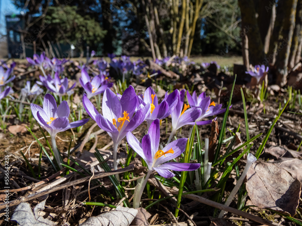 Beautiful macro shot of violet spring crocuses (Crocus vernus) flowering with visible orange pollen in early spring Beautiful macro shot of violet spring crocuses (Crocus vernus) flowering with visible orange pollen in early spring