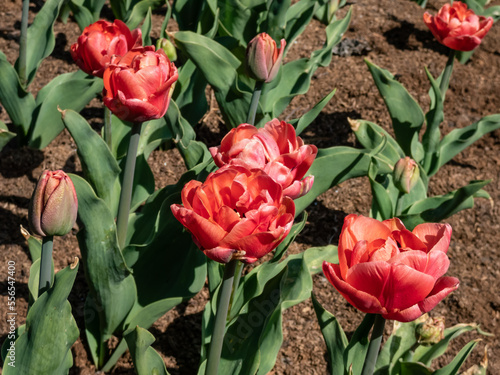 Tulip 'Copper image' blooming with fully double copper, orange and pink flowers in garden in spring #556547400