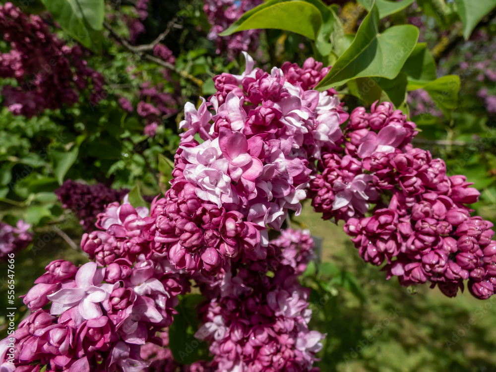 Obraz premium Common Lilac (Syringa vulgaris) 'President Poincare' blooming with violet-lavender double flowers that emerge from burgundy buds in showy panicles